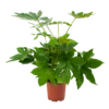 Fatsia Japonica - Vingerplant - P19 H60 - Kamerplant -FloraHome Verkoopwinkel fatsia japonica vingerplant p19 h60 1