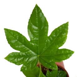 Fatsia Japonica - Vingerplant - P19 H60 - Kamerplant -FloraHome Verkoopwinkel fatsia japonica vingerplant p19 h60 4