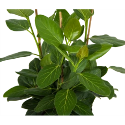 Voorkant -FloraHome Verkoopwinkel ficus benghalensis audrey groene vijg toef p27 h80 kamerplant 2