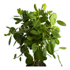 Ficus Benghalensis Audrey Op Stam - Groene Vijg - P31 H120 - Kamerplant -FloraHome Verkoopwinkel ficus benghalensis audrey op stam groene vijg p31 h120 2
