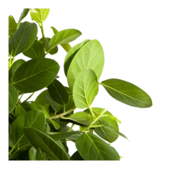 Ficus Benghalensis Audrey Op Stam - Groene Vijg - P31 H120 - Kamerplant -FloraHome Verkoopwinkel ficus benghalensis audrey op stam groene vijg p31 h120 3