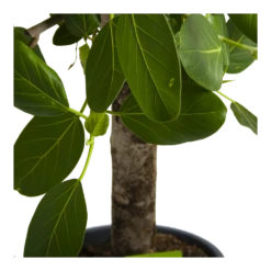 Ficus Benghalensis Audrey Op Stam - Groene Vijg - P31 H120 - Kamerplant -FloraHome Verkoopwinkel ficus benghalensis audrey op stam groene vijg p31 h120 4