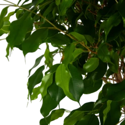 Ficus Benjamina Exotica Op Gevlochten Stam - Treurvijg - P27 H140 - Kamerplant -FloraHome Verkoopwinkel ficus benjamina exotica op gevlochten stam treurvijg p27 h140 5