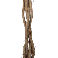 Ficus Benjamina Exotica Op Gevlochten Stam - Treurvijg - P27 H140 - Kamerplant -FloraHome Verkoopwinkel ficus benjamina exotica op gevlochten stam treurvijg p27 h140 6