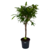 Ficus Binnendijkii Amstel King Op Stam - Treurvijg - P31 H140 - Kamerplant -FloraHome Verkoopwinkel ficus binnendijkii amstel king op stam treurvijg p31 h140 1