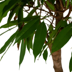 Ficus Binnendijkii Amstel King Op Stam - Treurvijg - P31 H140 - Kamerplant -FloraHome Verkoopwinkel ficus binnendijkii amstel king op stam treurvijg p31 h140 5