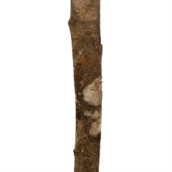 Ficus Binnendijkii Amstel King Op Stam - Treurvijg - P31 H140 - Kamerplant -FloraHome Verkoopwinkel ficus binnendijkii amstel king op stam treurvijg p31 h140 6