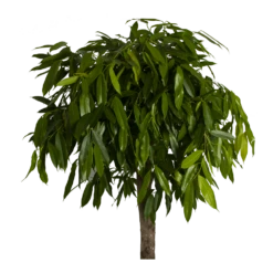 Ficus Binnendijkii Amstel King Op Stam - Treurvijg - P40 H170 - Kamerplant -FloraHome Verkoopwinkel ficus binnendijkii amstel king op stam treurvijg p40 h170 3