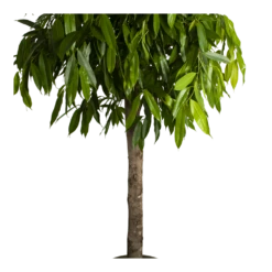 Ficus Binnendijkii Amstel King Op Stam - Treurvijg - P40 H170 - Kamerplant -FloraHome Verkoopwinkel ficus binnendijkii amstel king op stam treurvijg p40 h170 4