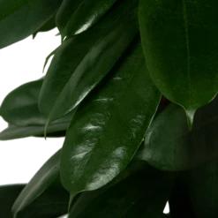 Ficus Cyathistipula - Groene Vijg - Op Zuil - P29 H150 - Kamerplant -FloraHome Verkoopwinkel ficus cyathistipula groene vijg op zuil p29 h150 5