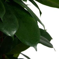 Ficus Cyathistipula - Groene Vijg - Op Zuil - P29 H150 - Kamerplant -FloraHome Verkoopwinkel ficus cyathistipula groene vijg op zuil p29 h150 6
