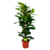 Ficus Cyathistipula - Groene Vijg - Toef - P21 H105 - Kamerplant 1 Ficus Cyathistipula - Groene Vijg - Toef - P21 H105 - Kamerplant -FloraHome Verkoopwinkel ficus cyathistipula groene vijg toef p21 h105 1 1