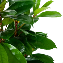 Ficus Cyathistipula - Groene Vijg - Toef - P21 H105 - Kamerplant -FloraHome Verkoopwinkel ficus cyathistipula groene vijg toef p21 h105 5 1