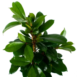 Ficus Cyathistipula - Groene Vijg - Toef - P21 H105 - Kamerplant -FloraHome Verkoopwinkel ficus cyathistipula groene vijg toef p21 h105 6 1