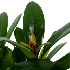 Ficus Cyathistipula - Groene Vijg - Toef - P34 H120 - Kamerplant 7 Ficus Cyathistipula - Groene Vijg - Toef - P34 H120 - Kamerplant -FloraHome Verkoopwinkel ficus cyathistipula groene vijg toef p34 h120 5 3