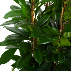 Ficus Cyathistipula - Groene Vijg - Toef - P34 H120 - Kamerplant 8 Ficus Cyathistipula - Groene Vijg - Toef - P34 H120 - Kamerplant -FloraHome Verkoopwinkel ficus cyathistipula groene vijg toef p34 h120 6 3