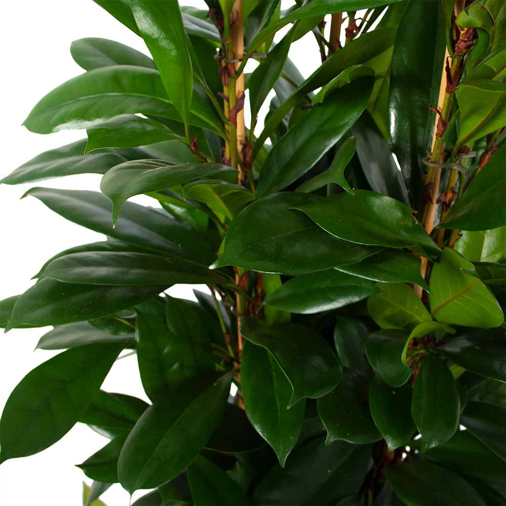 Ficus Cyathistipula - Groene Vijg - Toef - P34 H120 - Kamerplant 5 Ficus Cyathistipula - Groene Vijg - Toef - P34 H120 - Kamerplant - Afbeelding 3