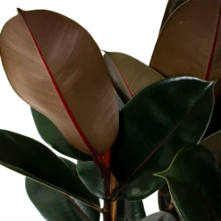 Ficus Elastica Abidjan - Rubberboom - P27 H100 - Kamerplant -FloraHome Verkoopwinkel ficus elastica abidjan treurvijg p27 h100 5