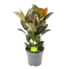 Ficus Elastica Melany - Rubberboom - P19 H55 - Kamerplant -FloraHome Verkoopwinkel ficus elastica melany rubberboom p19 h55 1