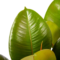 Ficus Elastica Robusta - Rubberboom - P19 H55 - Kamerplant -FloraHome Verkoopwinkel ficus elastica robusta rubberboom p19 h55 6