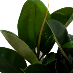 Ficus Elastica Robusta - Rubberboom - P27 H100 - Kamerplant -FloraHome Verkoopwinkel ficus elastica robusta waringin p27 h100 5