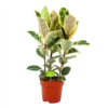 Ficus Elastica Tineke - Rubberboom - P27 H100 - Kamerplant 2 Ficus Elastica Tineke - Rubberboom - P27 H100 - Kamerplant -FloraHome Verkoopwinkel ficus elastica tineke treurvijg p27 h100 4