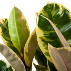 Ficus Elastica Tineke - Rubberboom - P27 H100 - Kamerplant -FloraHome Verkoopwinkel ficus elastica tineke treurvijg p27 h100 5