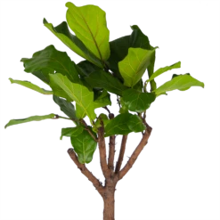 Ficus Lyrata Op Stam - Tabaksplant - P30 H150 - Kamerplant -FloraHome Verkoopwinkel ficus lyrata op stam tabaksplant p30 h150 kamerplant 3