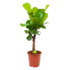 Ficus Lyrata Vertakt - Tabaksplant - P27 H110 - Kamerplant -FloraHome Verkoopwinkel ficus lyrata tabaksplant p27 h110 1 1