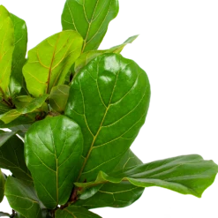 Ficus Lyrata Vertakt - Tabaksplant - P27 H110 - Kamerplant -FloraHome Verkoopwinkel ficus lyrata tabaksplant p27 h110 5 1