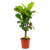 Ficus Lyrata Vertakt - Tabaksplant - P30 H130 - Kamerplant