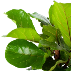 Ficus Lyrata Vertakt - Tabaksplant - P30 H130 - Kamerplant -FloraHome Verkoopwinkel ficus lyrata tabaksplant p30 h130 5 1