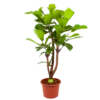 Ficus Lyrata Vertakt - Tabaksplant - P40 H160 - Kamerplant