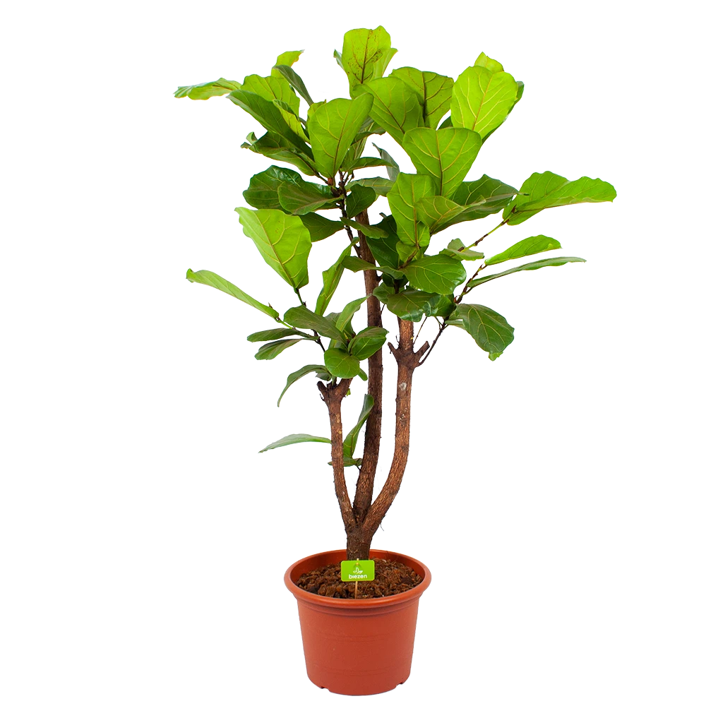 Ficus Lyrata Vertakt - Tabaksplant - P40 H160 - Kamerplant 3 Ficus Lyrata Vertakt - Tabaksplant - P40 H160 - Kamerplant