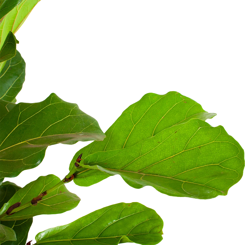 Ficus Lyrata Vertakt - Tabaksplant - P40 H160 - Kamerplant 4 Ficus Lyrata Vertakt - Tabaksplant - P40 H160 - Kamerplant - Afbeelding 2