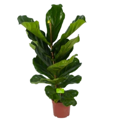 Ficus Lyrata - Tabaksplant - Toef - P17 H90 - Kamerplant -FloraHome Verkoopwinkel ficus lyrata tabaksplant toef p17 h90 4