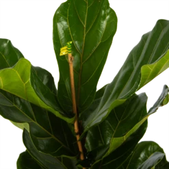 Ficus Lyrata - Tabaksplant - Toef - P17 H90 - Kamerplant -FloraHome Verkoopwinkel ficus lyrata tabaksplant toef p17 h90 5