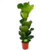 Ficus Lyrata - Tabaksplant - Toef - P21 H90 - Kamerplant -FloraHome Verkoopwinkel ficus lyrata tabaksplant toef p21 h90 1 1