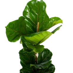 Ficus Lyrata - Tabaksplant - Toef - P21 H90 - Kamerplant -FloraHome Verkoopwinkel ficus lyrata tabaksplant toef p21 h90 6 1