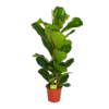Ficus Lyrata - Tabaksplant - Toef - P24 H120 - Kamerplant