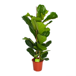 Ficus Lyrata - Tabaksplant - Toef - P24 H120 - Kamerplant