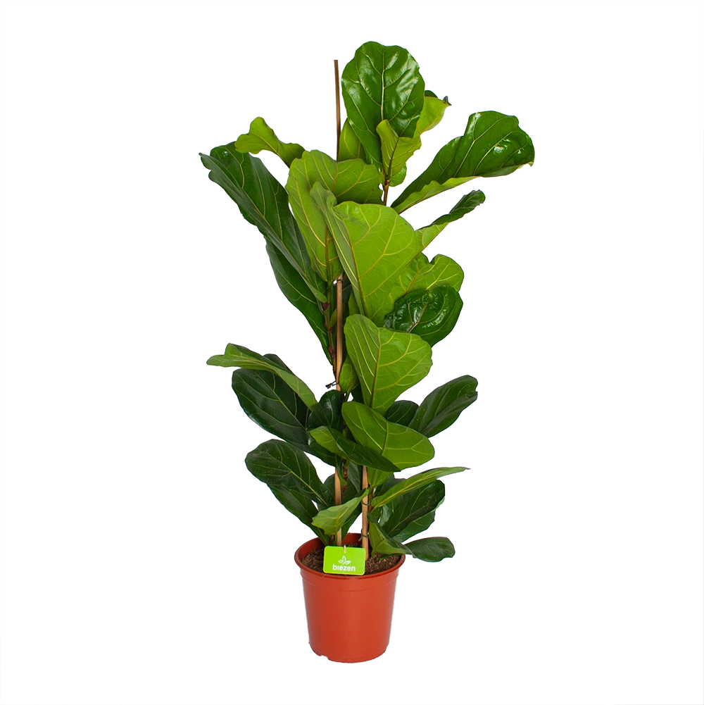 Ficus Lyrata - Tabaksplant - Toef - P24 H120 - Kamerplant 3 Ficus Lyrata - Tabaksplant - Toef - P24 H120 - Kamerplant