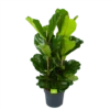 Ficus Lyrata - Tabaksplant - Toef - P34 H120 - Kamerplant -FloraHome Verkoopwinkel ficus lyrata tabaksplant toef p34 h120 1 3