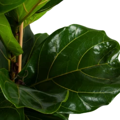 Ficus Lyrata - Tabaksplant - Toef - P34 H120 - Kamerplant -FloraHome Verkoopwinkel ficus lyrata tabaksplant toef p34 h120 4 2