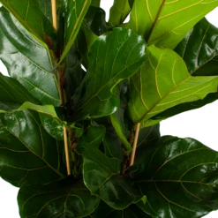Ficus Lyrata - Tabaksplant - Toef - P34 H120 - Kamerplant -FloraHome Verkoopwinkel ficus lyrata tabaksplant toef p34 h120 5 3