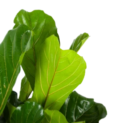 Ficus Lyrata - Tabaksplant - Toef - P34 H120 - Kamerplant -FloraHome Verkoopwinkel ficus lyrata tabaksplant toef p34 h120 6 3