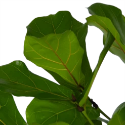 Ficus Lyrata Vertakt - Tabaksplant - P27 H140 - Kamerplant -FloraHome Verkoopwinkel ficus lyrata vertakt tabaksplant p27 h140 kamerplant 4