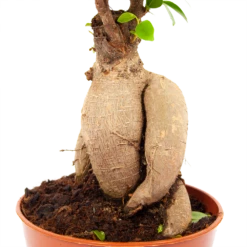 Ficus Microcarpa Ginseng - Bonsai - P17 H40 - Kamerplant -FloraHome Verkoopwinkel ficus microcarpa ginseng bonsai p17 h40 5