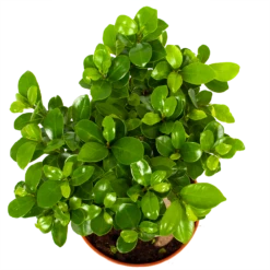 Ficus Microcarpa Ginseng - Bonsai - P17 H40 - Kamerplant -FloraHome Verkoopwinkel ficus microcarpa ginseng bonsai p17 h40 6