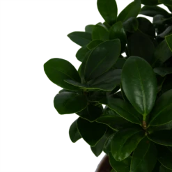 Ficus Microcarpa Ginseng - Bonsai - P20 H45 - Kamerplant -FloraHome Verkoopwinkel ficus microcarpa ginseng bonsai p20 h45 5